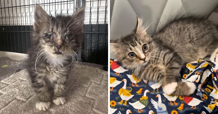 Kitten before and after adoption showing a remarkable transformation in health and comfort in a loving home.