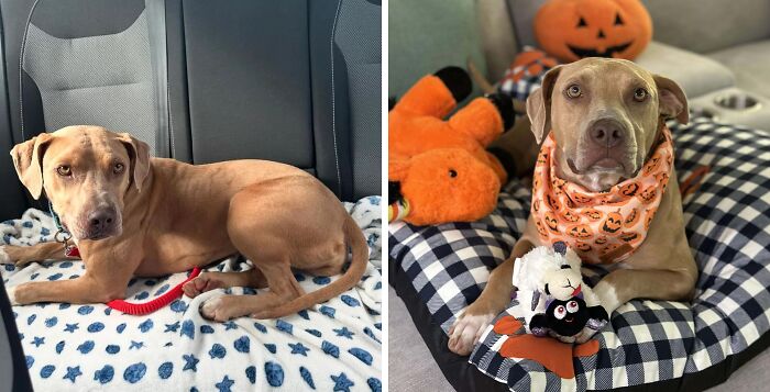 Before and after adoption photos of a rescue dog showing transformation and healing power with cozy blankets and toys.