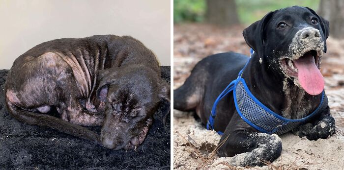 Before and after adoption photos of a rescue dog showing remarkable healing and transformation in a loving environment.