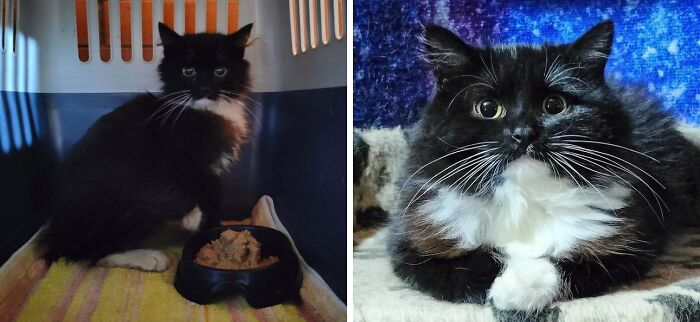 Black and white cat before and after adoption, showing transformation and improved well-being in a cozy home environment.
