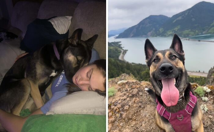 Side-by-side photos of a rescue dog with a person resting and the same dog happily posing outdoors after adoption.