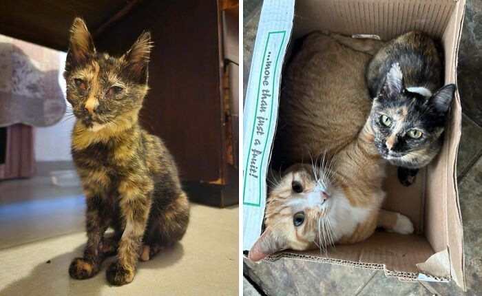 Tortie kitten before and after adoption, showing transformation from a fragile state to a healthy and playful cat with a companion.