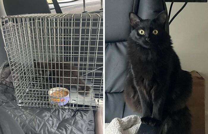 Black cat before and after life-changing adoption, showing transformation from cage to happy home setting.