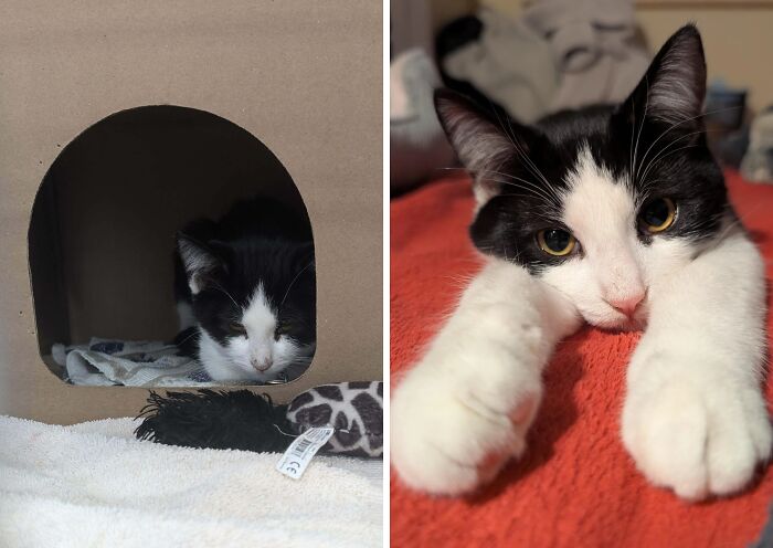Black and white cat resting inside a shelter and later stretched out comfortably after life-changing adoption.