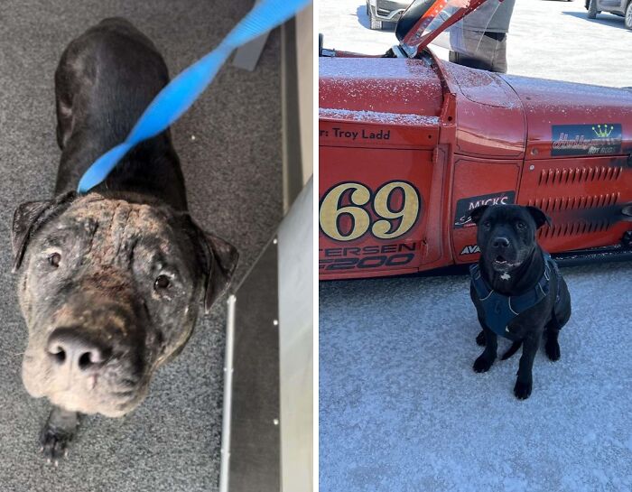 Before and after adoption photos of a rescue dog showing healing and transformation through care and love.