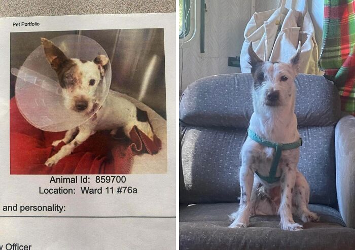 Before and after adoption photos of a rescue dog showing healing and transformation with a harness on a chair.