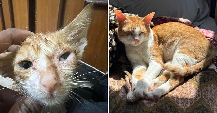 Before and after adoption photos of an orange and white cat showing a dramatic transformation and recovery.
