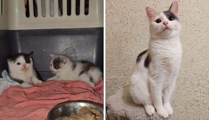 Two small kittens on a blanket and a healthy adult cat sitting, showing cat photos before and after adoption.