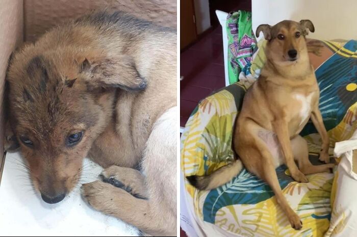 Before and after adoption photos of a rescue dog showing transformation and healing power over time.