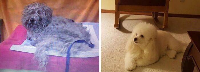 Before and after adoption photos of a rescue dog showing transformation and healing power in a home setting.