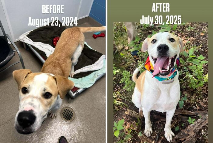 Before and after adoption photos of a happy rescue dog showing healing and transformation in a natural outdoor setting.