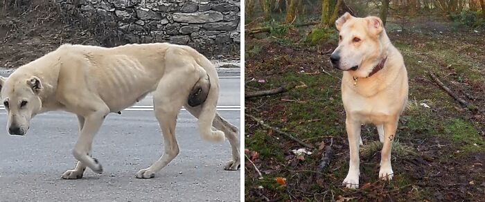 Before and after adoption photos showing the healing power of a rescue dog in a natural outdoor setting.