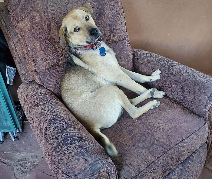 Adopted dog relaxing comfortably on a patterned armchair, showing love and care in a cozy setting.