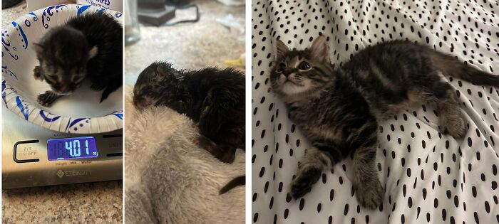 Before and after cat photos showing a kitten's growth and transformation following life-changing adoption.