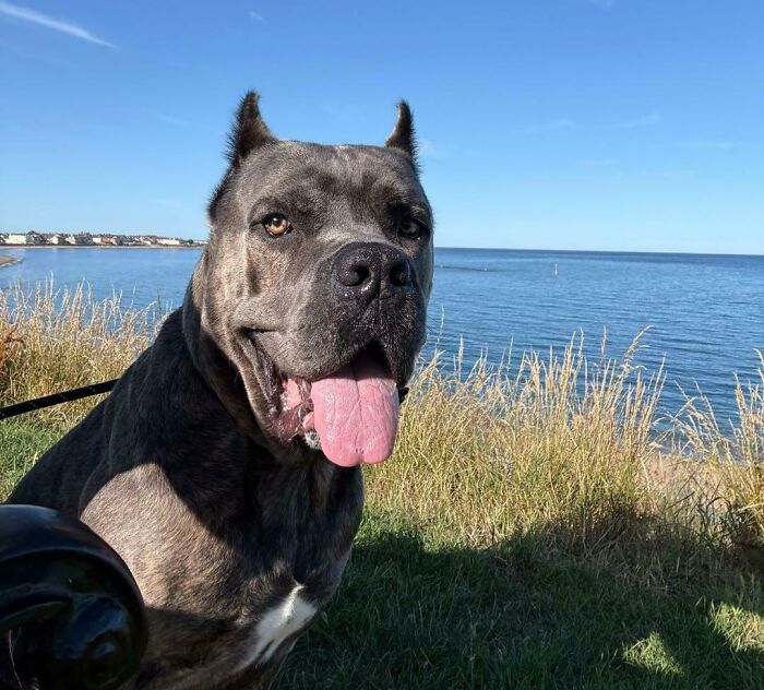 Happy adopted dog with tongue out enjoying a sunny day by the water, showcasing love and care in adoption stories.