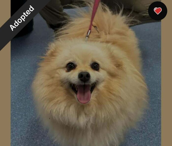 Fluffy adopted dog on a leash, happily looking up, showcasing joy and love in its new home.