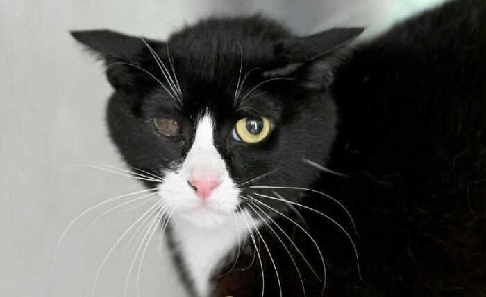 Black and white adopted cat with one cloudy eye, showing trust and love after adoption.