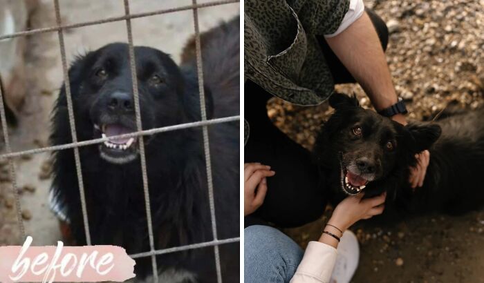 Rescue dog before and after adoption showing healing power with happy expressions and human interaction outdoors.