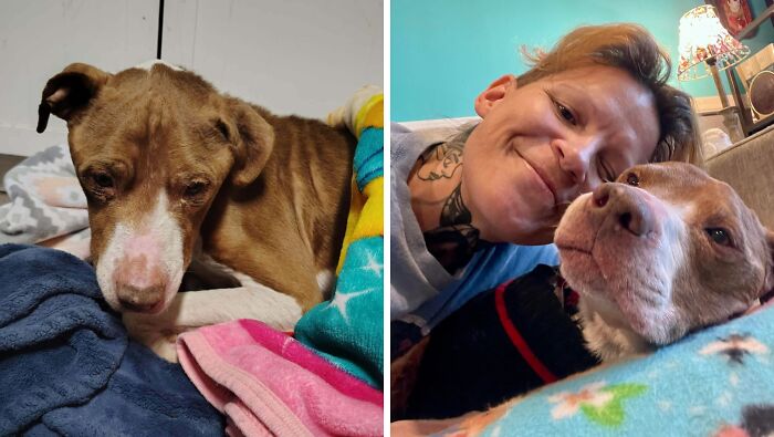 Side-by-side before and after adoption photos showing a rescue dog with its new owner, highlighting healing power.