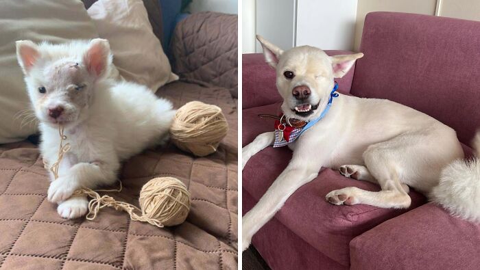 Rescue dog before and after adoption resting on couch and playing with yarn, showing healing and transformation.
