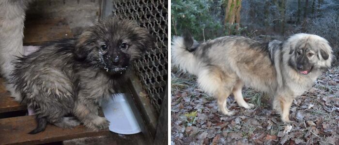 Before and after adoption photos of a rescue dog showing transformation and healing through love and care.