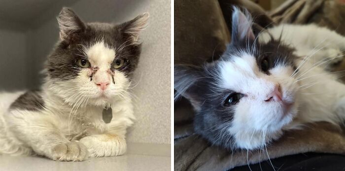 Before and after photos of a gray and white cat showing transformation after life-changing adoption.