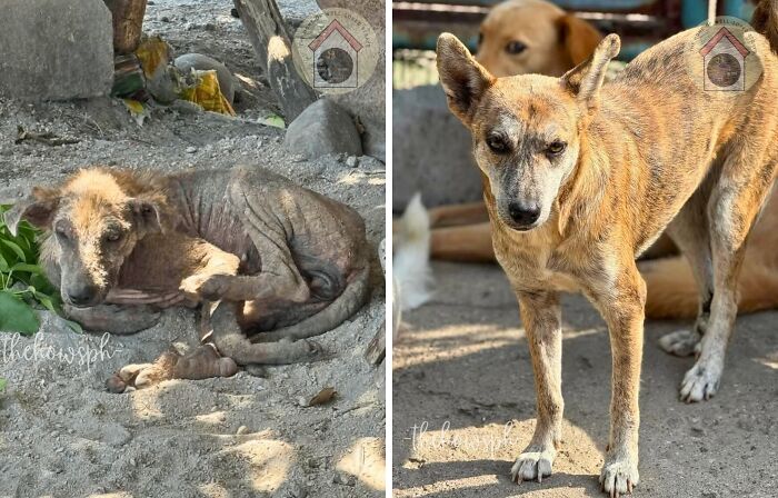 Before and after adoption photos of a rescue dog showing healing transformation and improved health outdoors.
