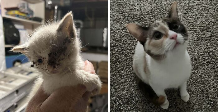Tiny kitten with eye infection before adoption and healthy adult cat after life-changing adoption transformation.