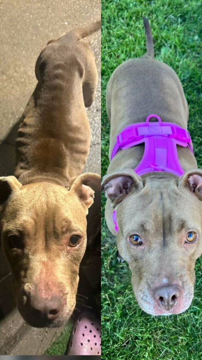 Before and after adoption photos of a rescue dog showing a dramatic transformation and healing power.