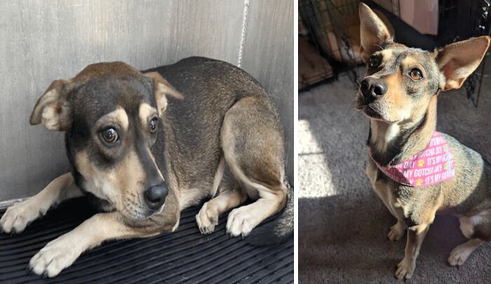 Before and after adoption photos of a rescue dog showing the healing power of love and care.