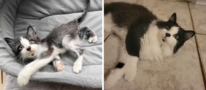 Black and white cat photos showing dramatic change before and after life-changing adoption on soft blanket and tiled floor.