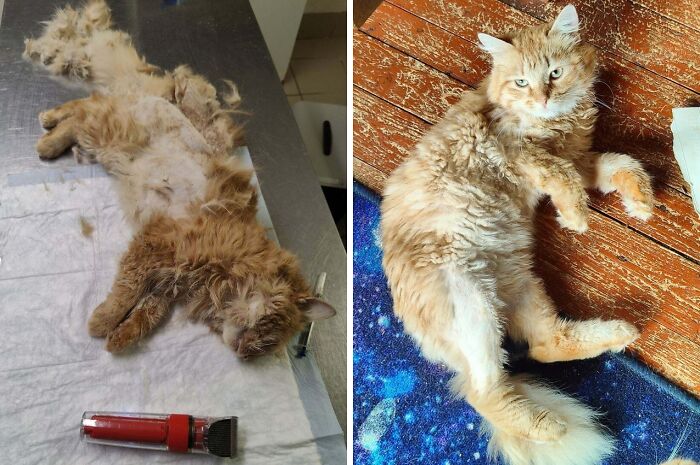 Before and after cat photos showing transformation of a neglected cat after life-changing adoption and grooming care.