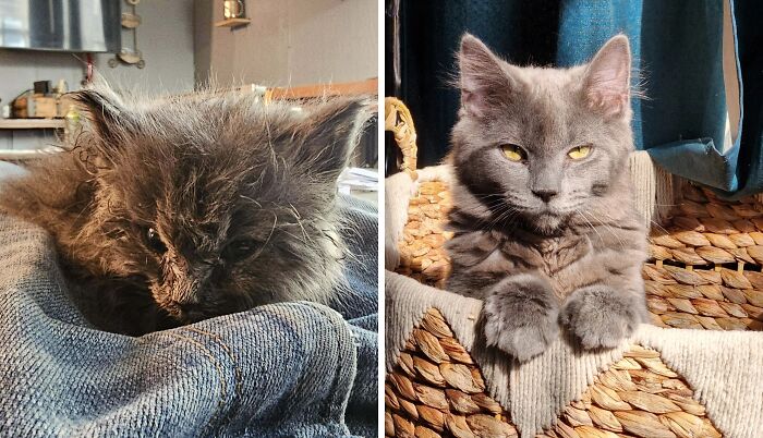 Before and after cat photos showing a life-changing adoption transformation of a gray cat with yellow eyes in cozy settings.
