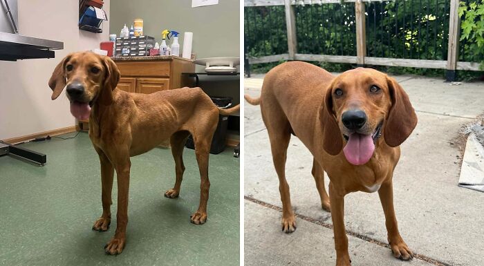 Before and after adoption photos of a rescue dog showing healing and transformation with a happy, healthy appearance.