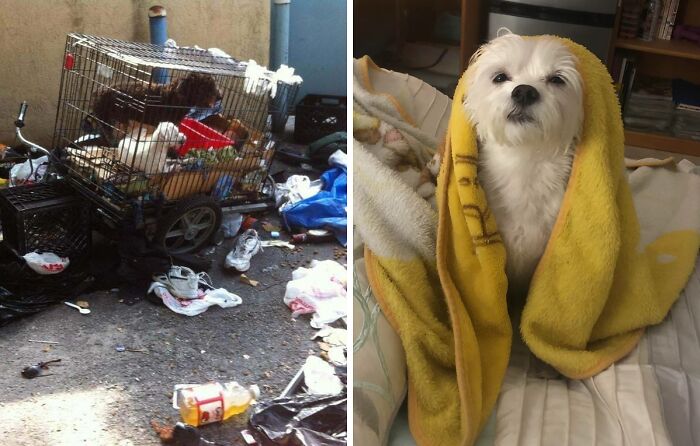 Rescue dog transformation showing before in a dirty cage and after wrapped in a cozy yellow blanket indoors.