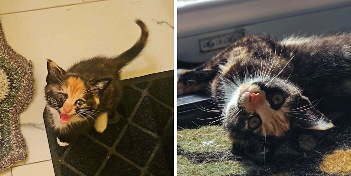Before and after cat photos showing transformation of a young cat experiencing life-changing adoption.