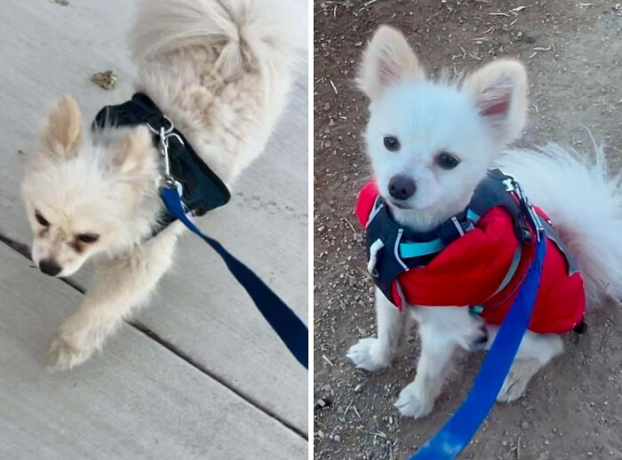 Small white rescue dog shown before and after adoption, wearing harnesses and enjoying outdoor walks on a leash.