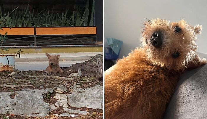 Before and after rescue dog photos showing transformation and healing power through adoption and care.