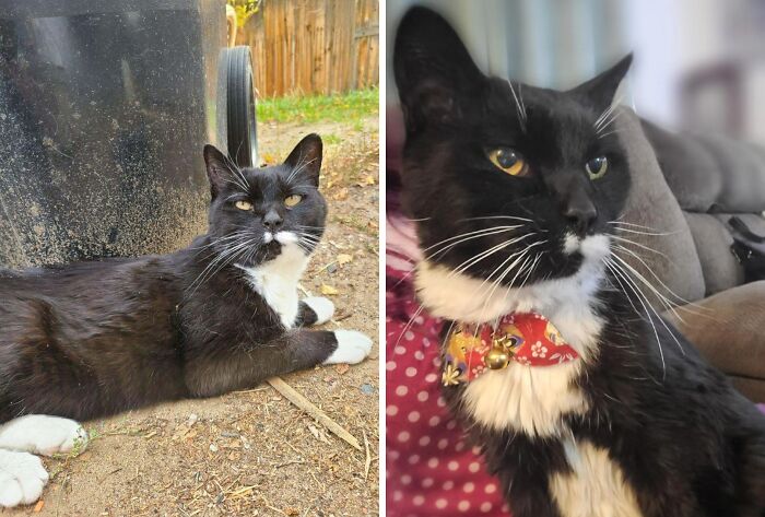 Black and white cat before and after life-changing adoption, showing improvement in health and comfort indoors.