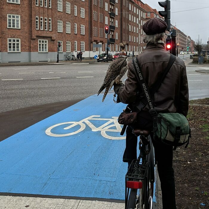 Man on bicycle holding a falcon on a blue bike lane in Denmark, showcasing a Danish prison cell's unique vibe.