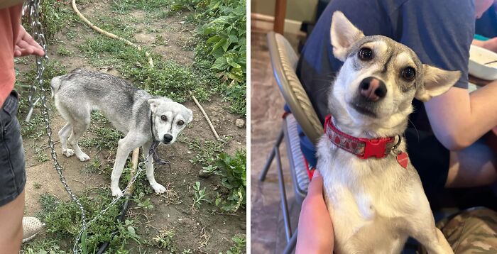 Before and after adoption photos of a rescue dog showing its healing transformation and improved well-being.
