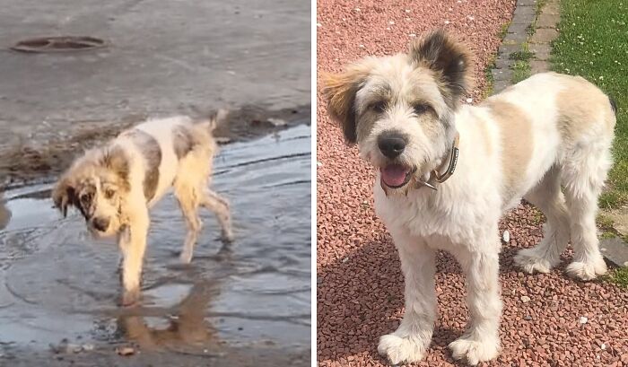 Before and after adoption rescue dog photos showing the healing power and transformation of a happy adopted dog.