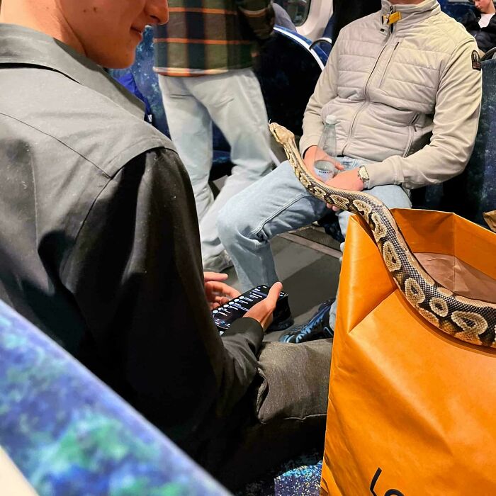 Person holding phone next to a snake emerging from a bag, showcasing an unusual scene related to Danish prison cell culture.