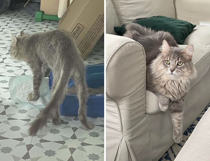 Before and after cat photos showing transformation and improved life after their adoption in a home environment.
