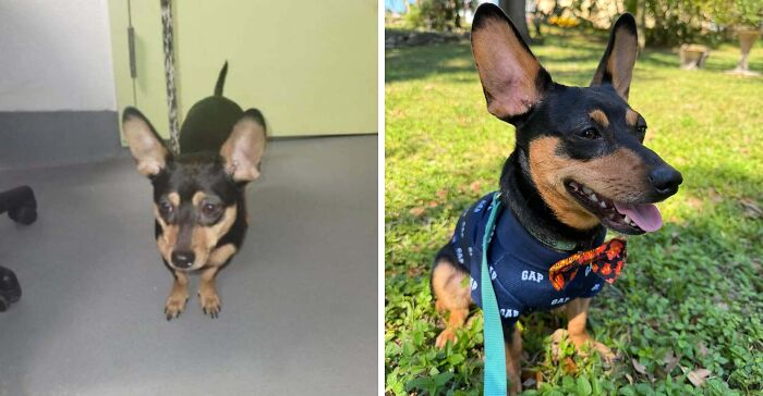 Rescue dog before and after adoption, showing transformation and healing in a loving outdoor environment.