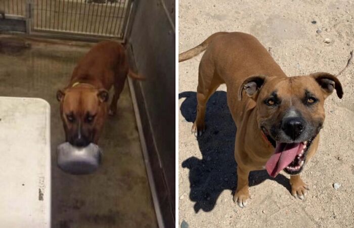 Before and after adoption photos of a rescue dog showing the healing power of love and care in its transformation.