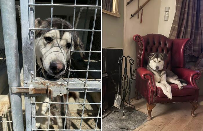 Before and after adoption photos showing the healing power of a rescue dog resting in a red armchair at home.