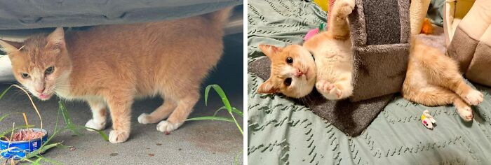 Orange cat before and after adoption, showing transformation from outdoor stray to relaxed and playful indoor pet.