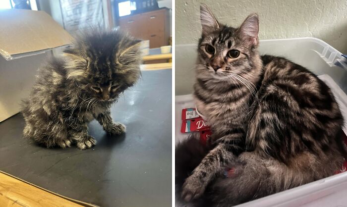 Before and after photos of a cat showing the transformation after life-changing adoption, highlighting growth and care.