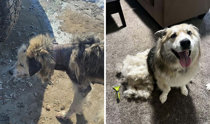 Before and after adoption photos of a rescue dog showing its remarkable healing and transformation.